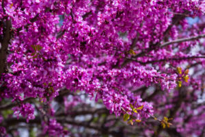 aussergewoehnliche baeume fuer den garten judasbaum